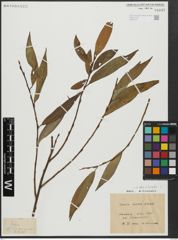 Foto von Salix alba L. x Salix fragilis L.